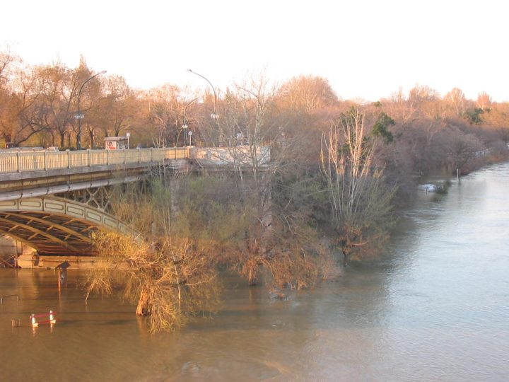 Megkezdődik a védekezés a Margitszigeten is Megkezdődik a védekezés a Margitszigeten is