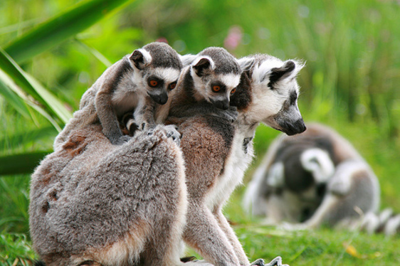 Madagaszkár Ház nyílt Budapesten