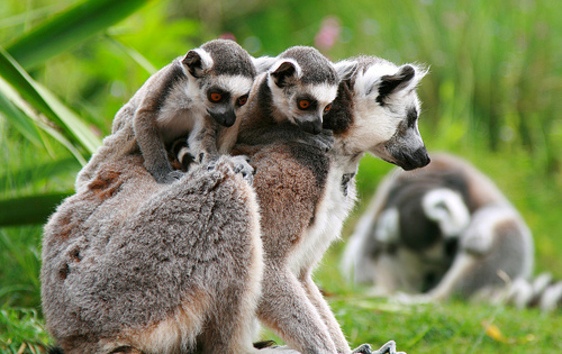 Madagaszkár Ház nyílt Budapesten