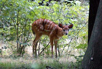 Antilop borjú született a fővárosi állatkertben