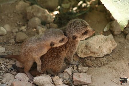 Prérikutyakölykök a budapesti állatkertben