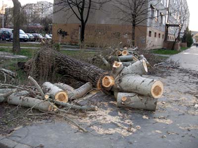 40 esetben vonultak ki a tűzoltók a vihar miatt 40 esetben vonultak ki a tűzoltók a vihar miatt