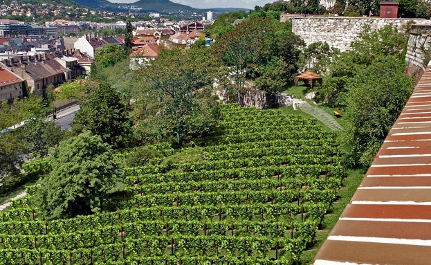 Szőlőskert a várlejtőn