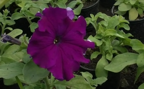 Megkezdődött a zöldterületek rendezése Budapest V. kerületében