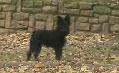 Módosult az állattartási rendelet Belváros-Lipótvárosban