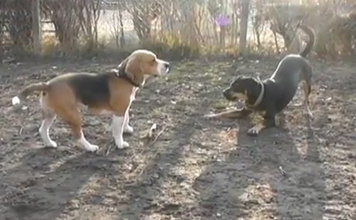 Új, színvonalasabb kutyafuttatót építenek Terézvárosban