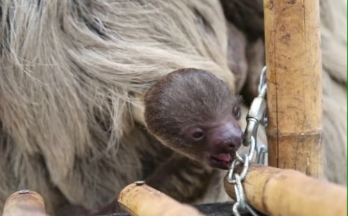 Lajháréknak kicsinye született - VIDEO