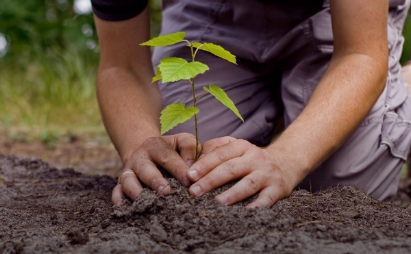 1600 fát ültetnek el az ősz folyamán