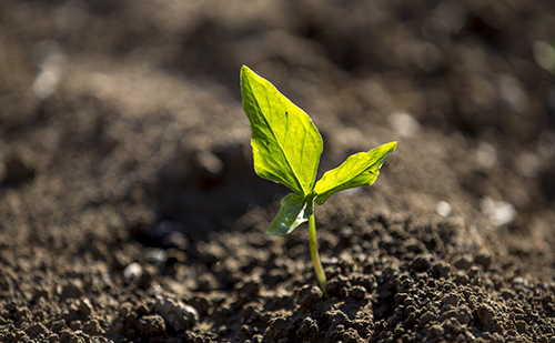 Talajművelés rotációs kapával
