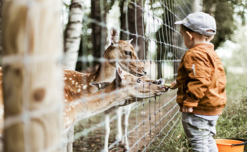 A Budakeszi Vadasparkban fejlesztéseket hajtanak végre az újranyitásig