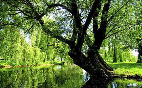 A csepeli strandon pótolják a fákat
