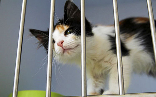 Állatmenhelyet alakítanak ki Újbudán