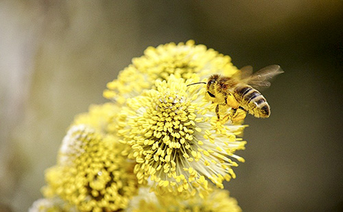 Folytatódik a méhlegelők telepítése a harmadik kerületben