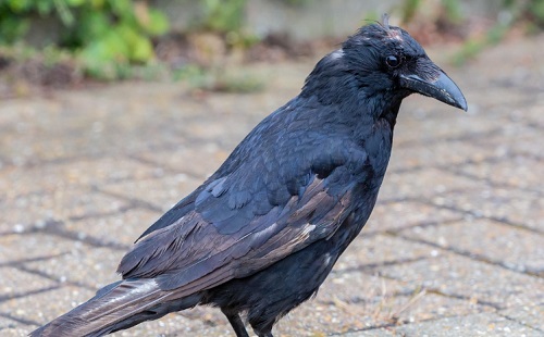 Lezártak egy budapesti teret varjútámadások miatt